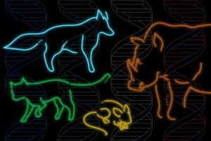 Mammals illustration.