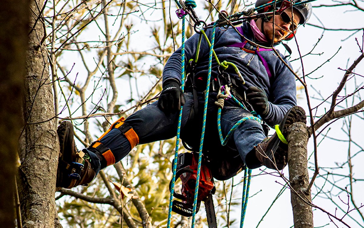 AJ Tataronis works in a tree.