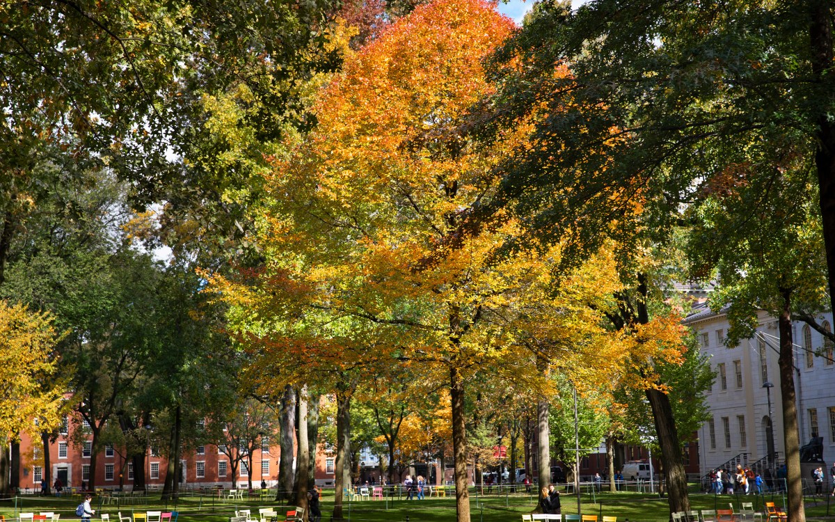 Harvard Yard with chairs.