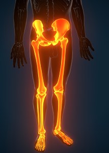 Hip and leg illustration.