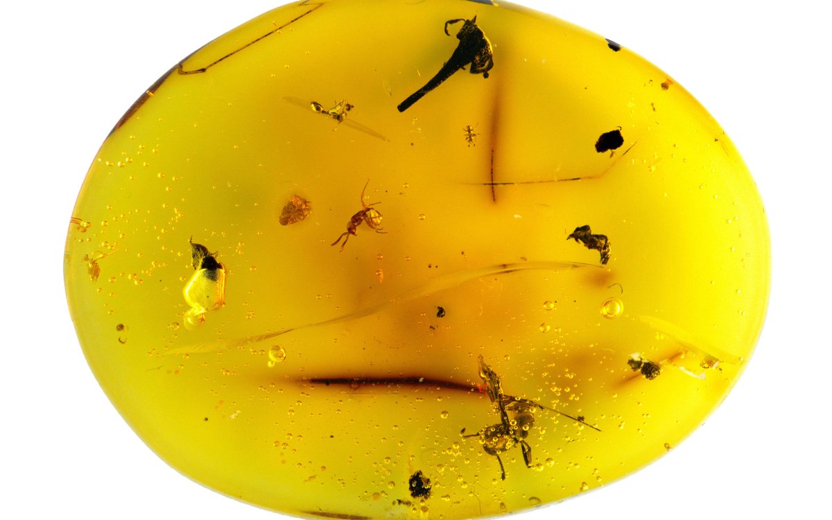 Amber specimen.