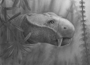 dicynodont Dicynodon.