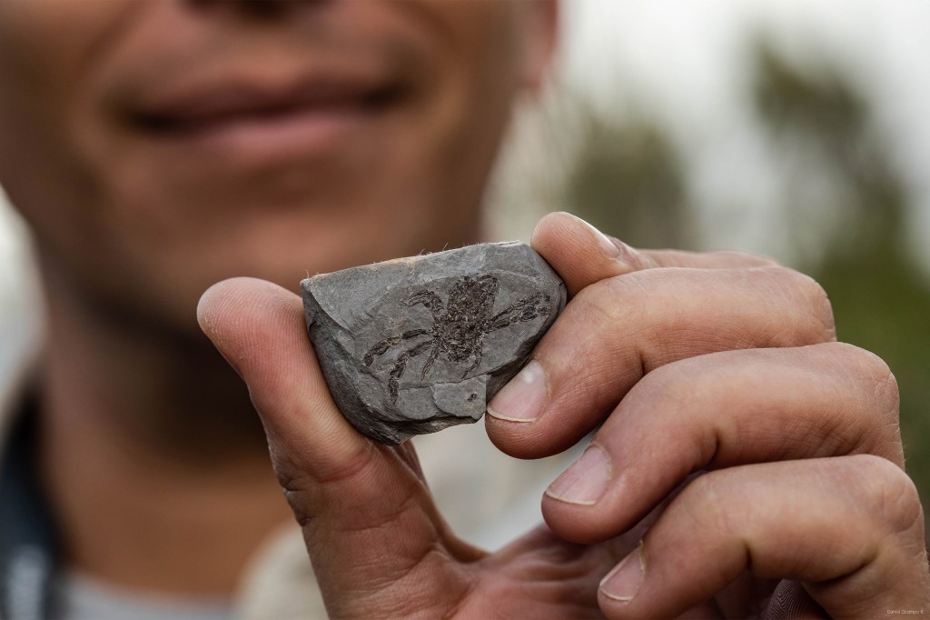 A fossil showing the oldest swimming crab from the dinosaur era.A fossil showing the oldest swimming crab.