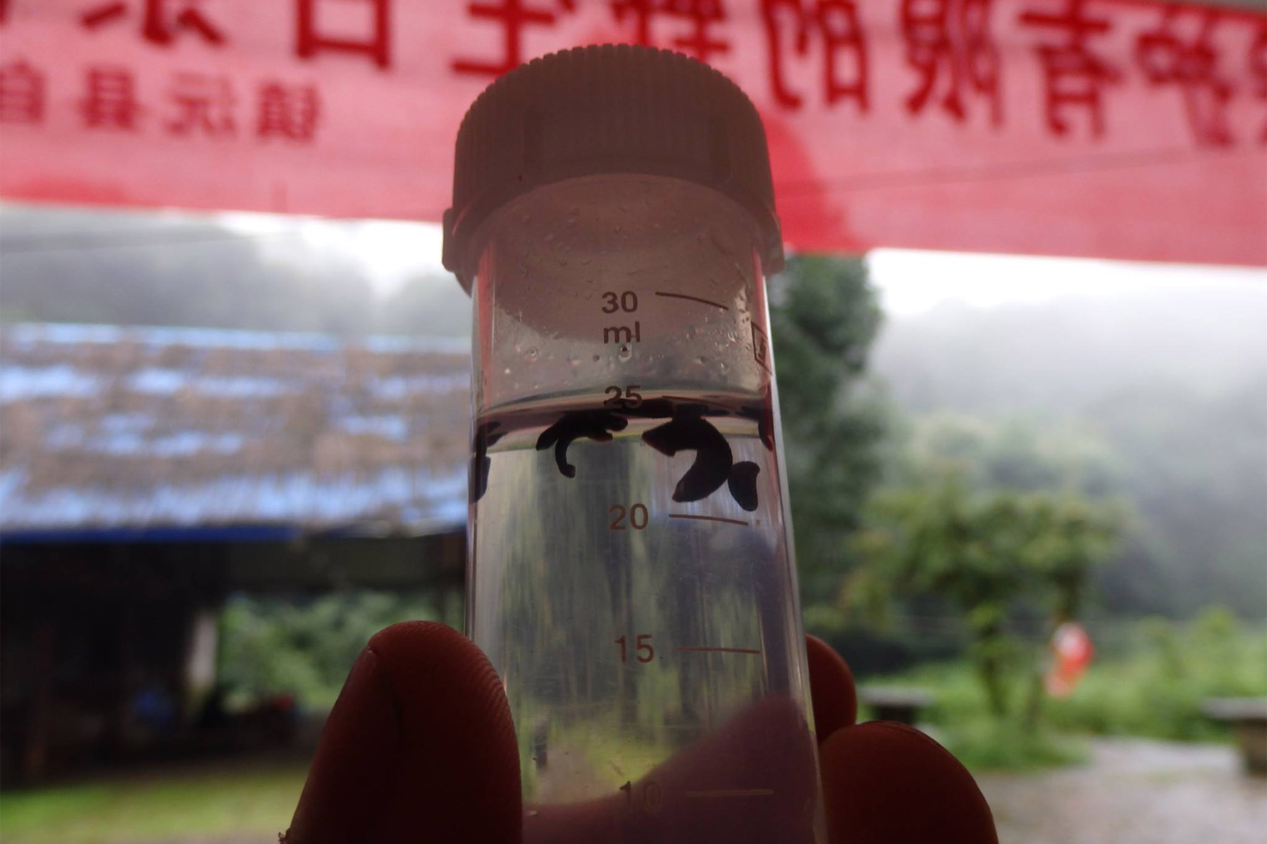 Using leeches to map biodiversity — Harvard Gazette