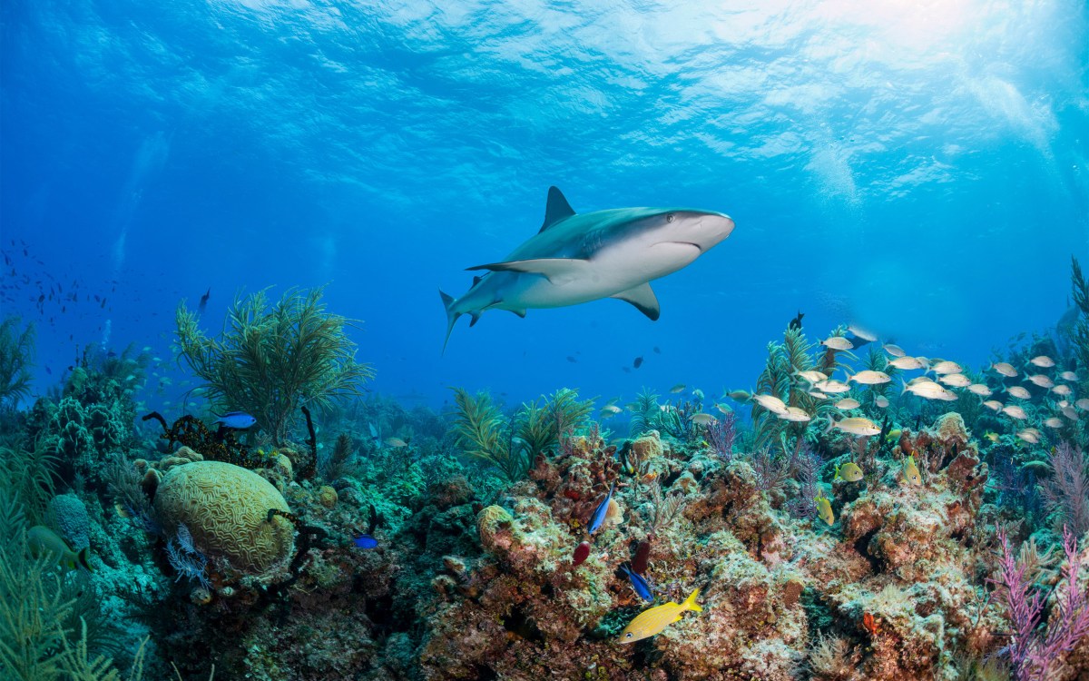 Shark near coral reef.