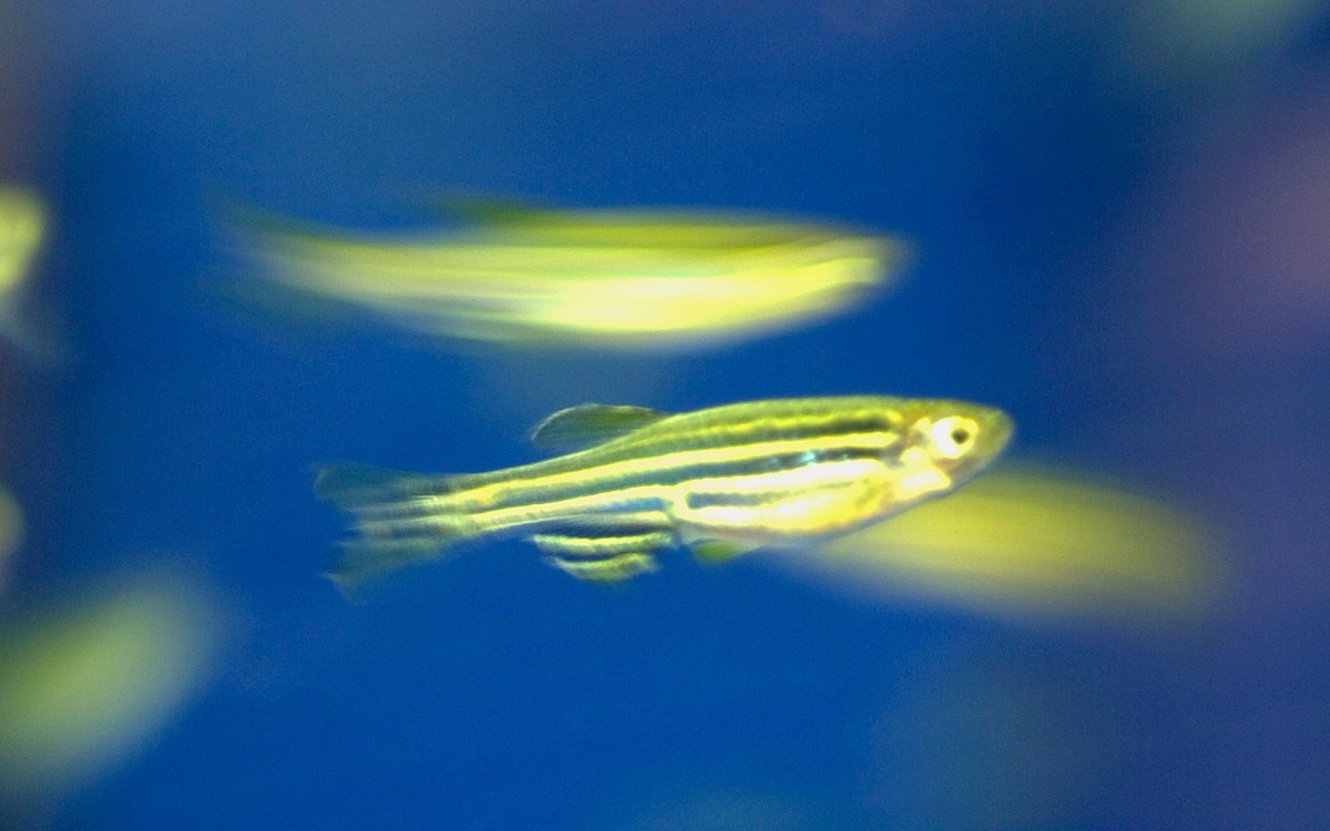 Zebra fish