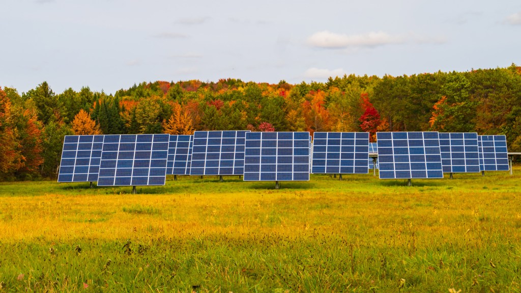 Forest cleared for solar panels.