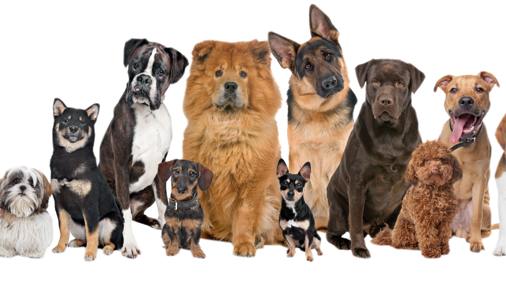 Dogs of varying breeds.