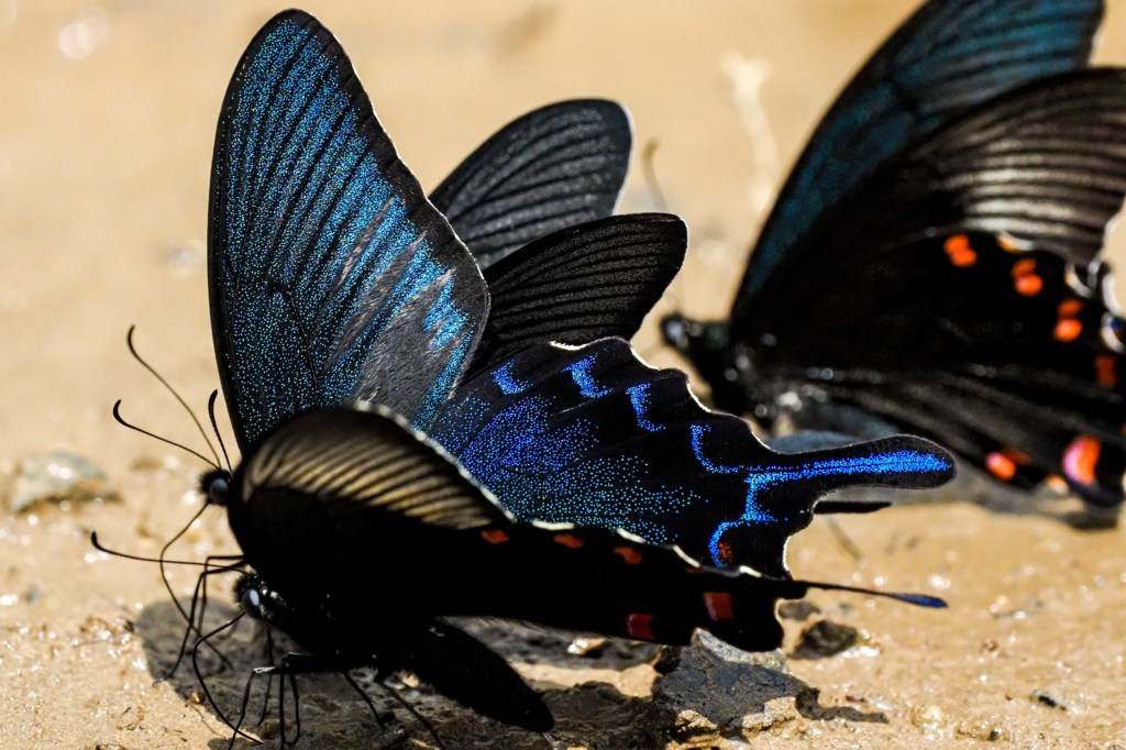 Chinese peacock swallow butterflies.