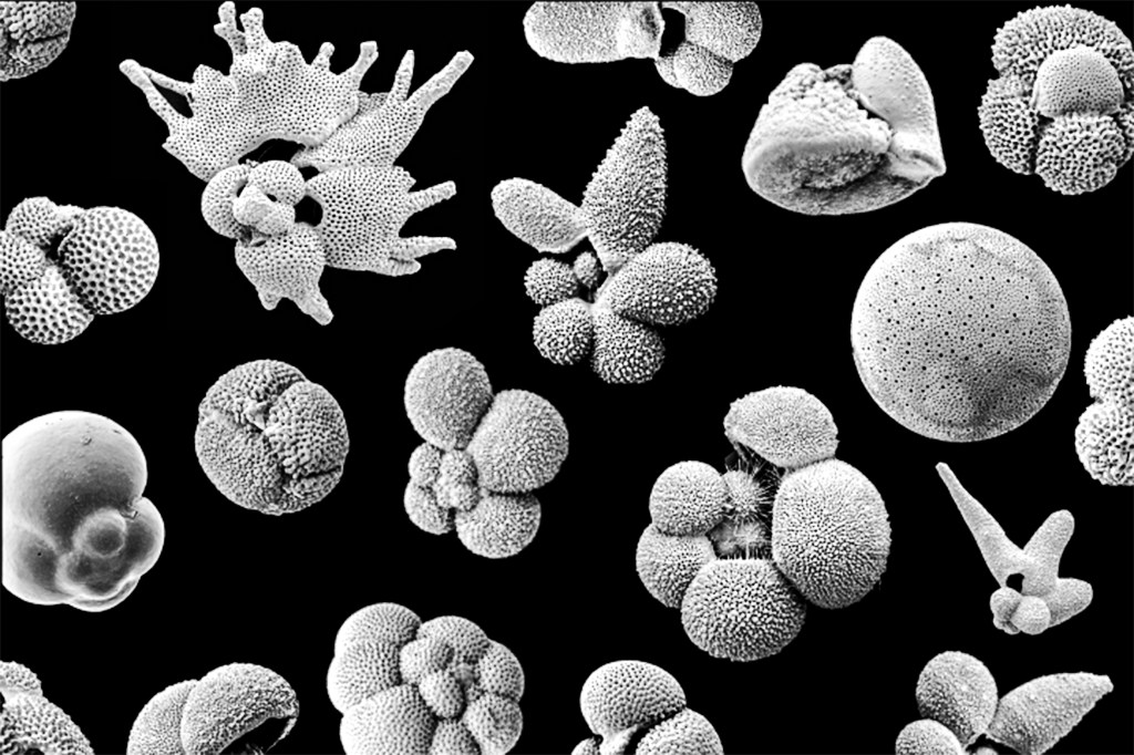 Planktonic foraminifera fossils.