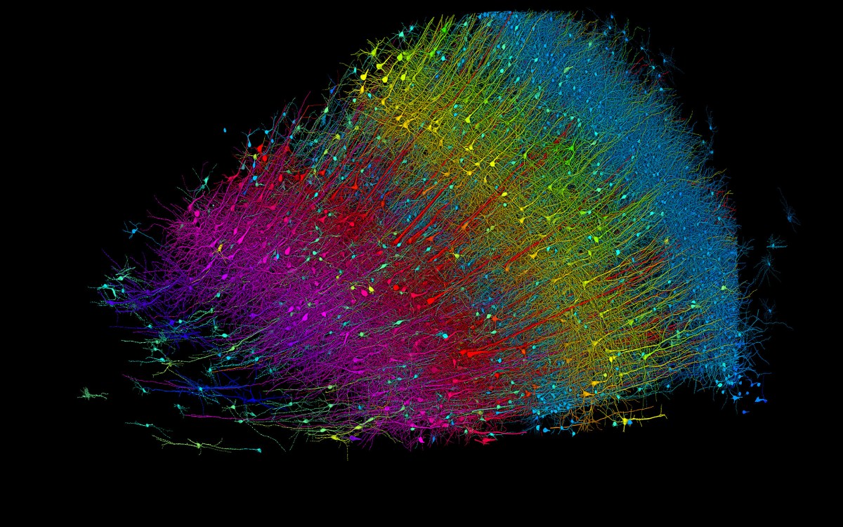 Six layers of excitatory neurons color-coded by depth.