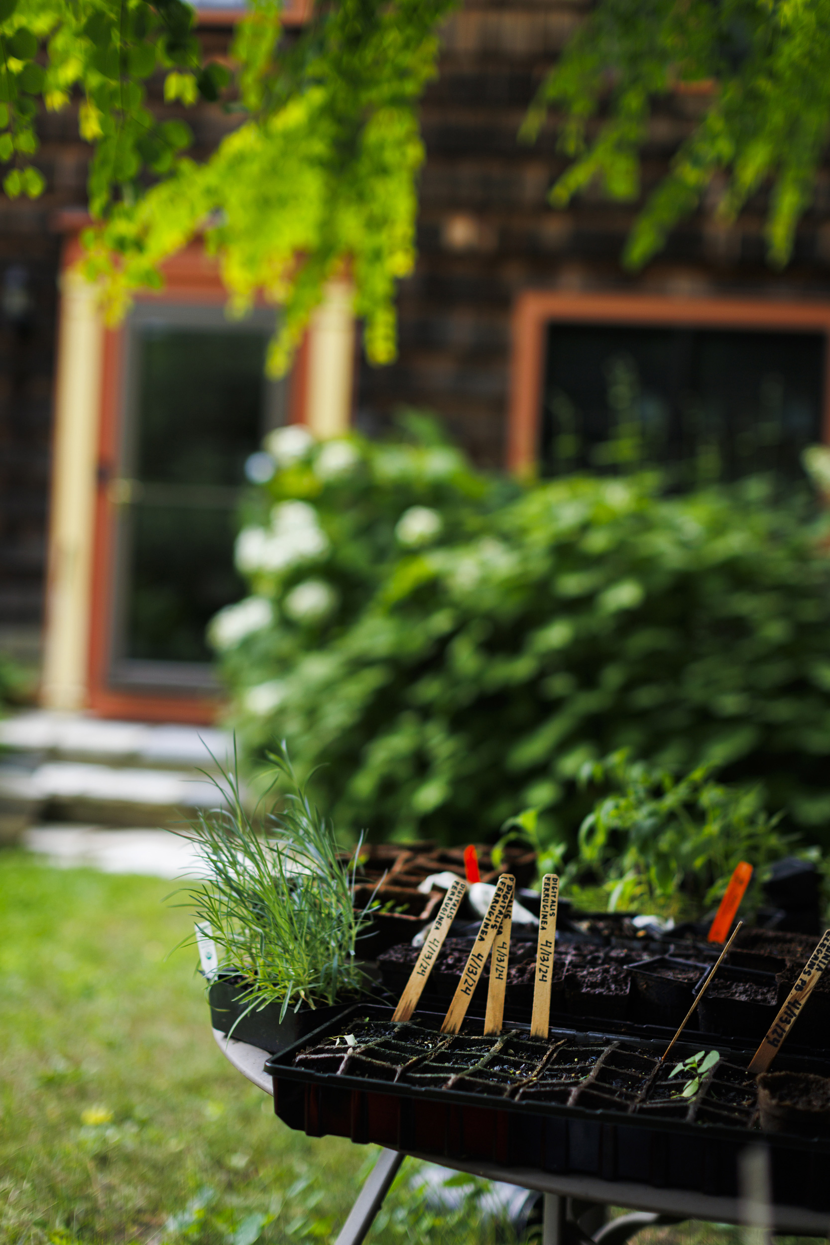 A detail of seedlings from Jamaica Kincaid's garden is pictured.