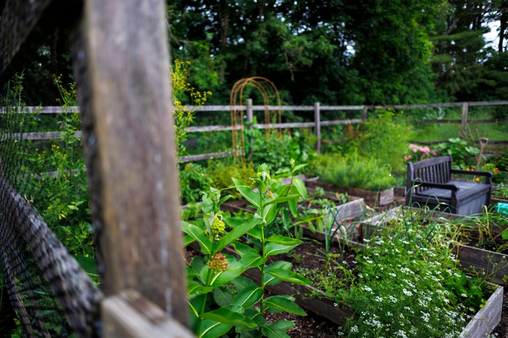 A view of the garden with a bench. 