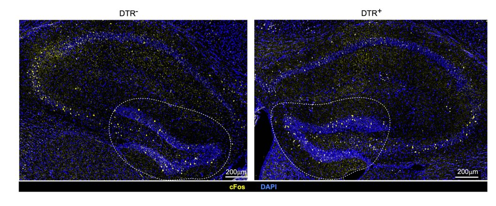 Differences in neuronal activation in mice with intact Tregs (left) and depleted Tregs (right).