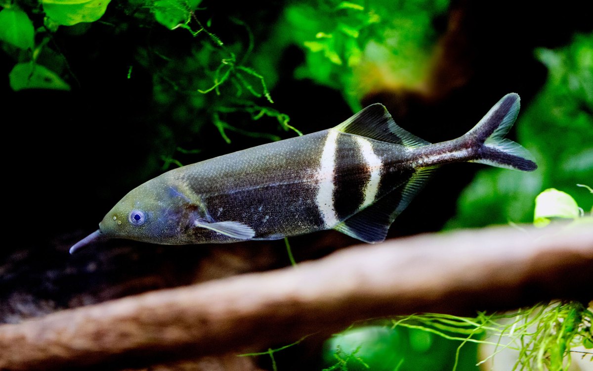 Elephantnose fish