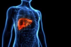 Human liver anatomy.