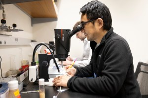 Kenichi Iwasaki (pictured), Research Scientist, working with fruit flies.