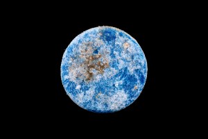 Plastic bottle cap with Bryozoa