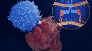 Microscopic image of cells.