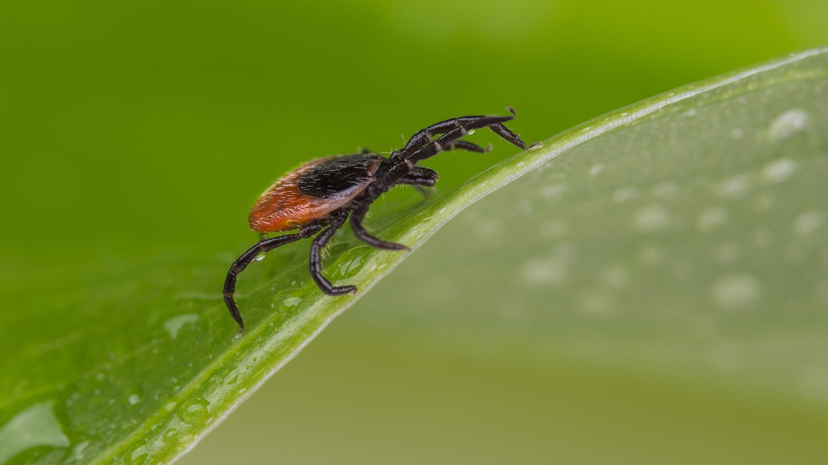 Deer tick on a leaf.