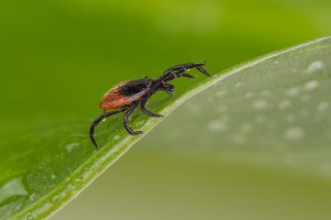 Deer tick on a leaf.