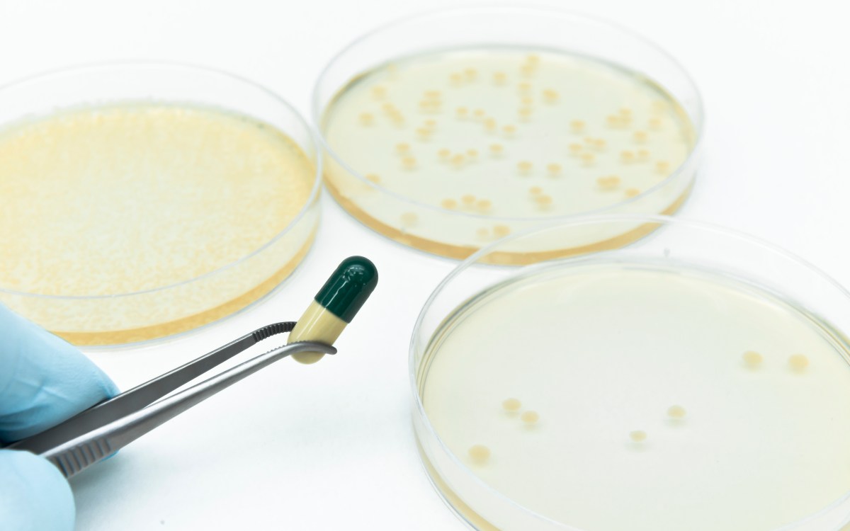 Experiments for antibiotics development using superbacteria in petri dishes.