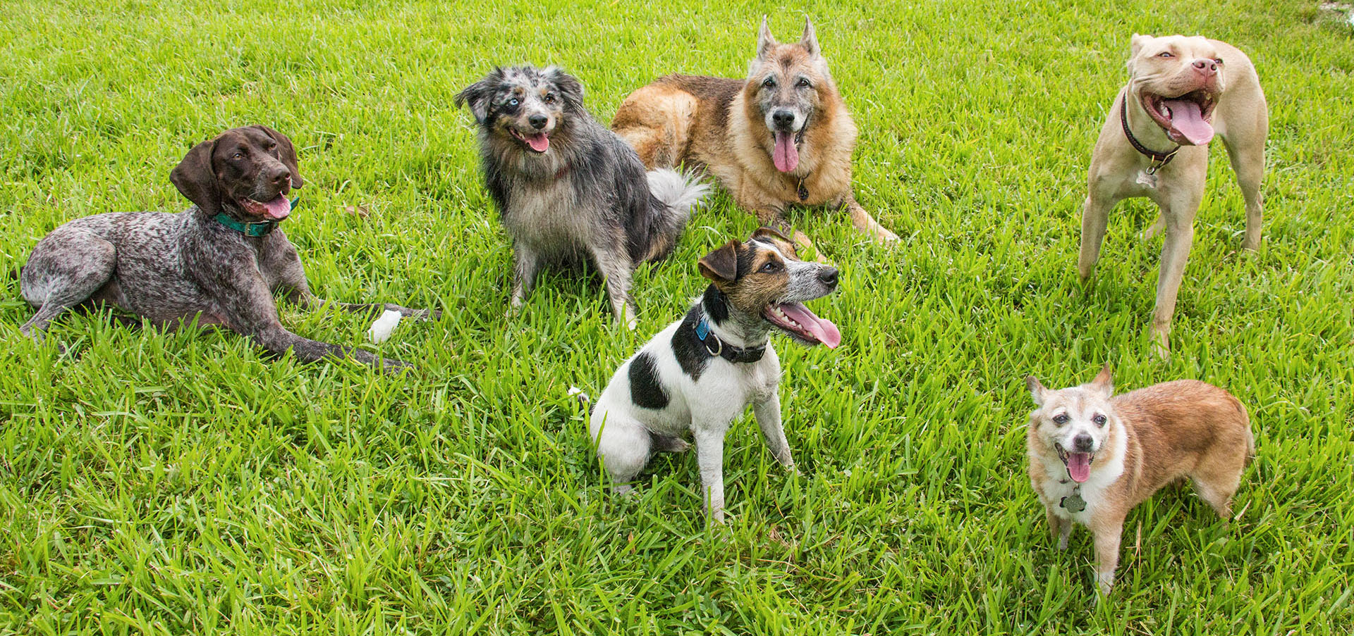 Different kinds of dogs playing in a park.