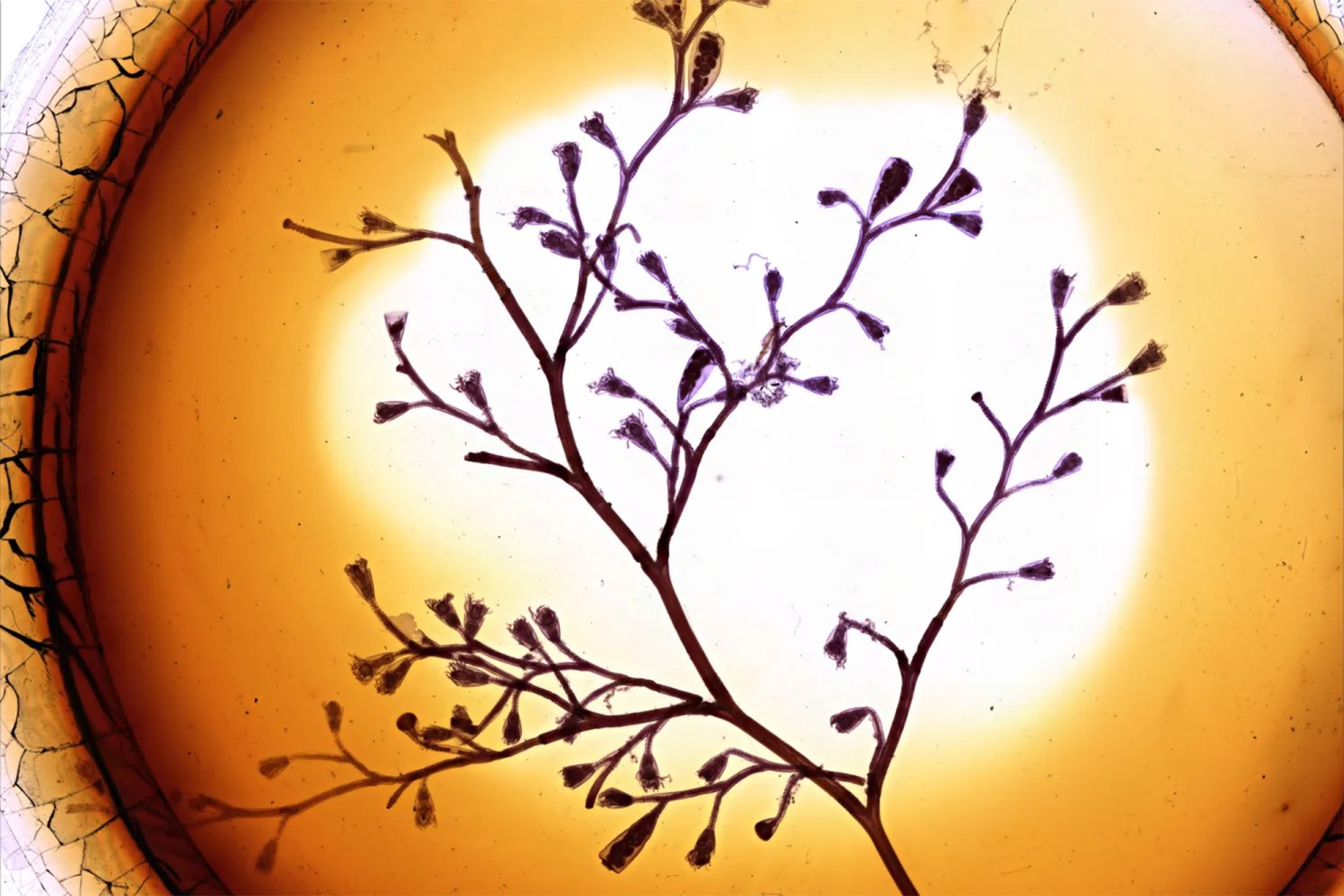 Slide-mounted specimen of Hydrozoan, Obelia commissuralis. 